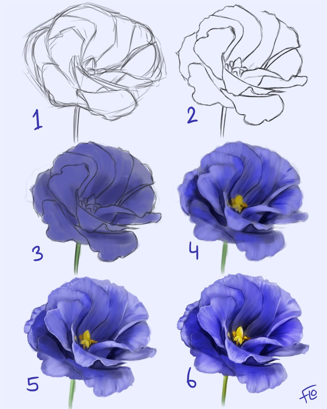 Drawing a Flower step by step